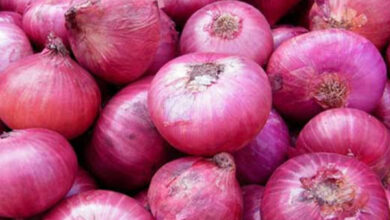 Big Onion Price Rising Fast in Sri Lanka