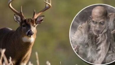 Deer zombie disease spreading to humans - scientists warn