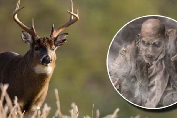 Deer zombie disease spreading to humans - scientists warn