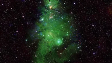 NASA has shared a picture of a cluster of stars that looks like a Christmas tree about 2,500 light-years away from Earth.