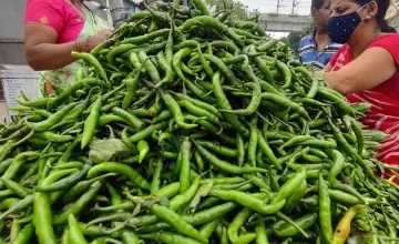 Selling green chillies in Sri Lanka for 2000 thousand rupees per kg