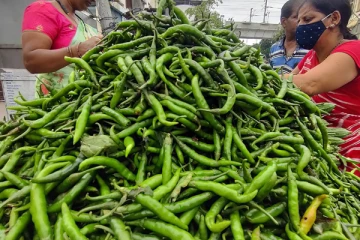 Selling green chillies in Sri Lanka for 2000 thousand rupees per kg