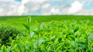 Ministry of Agriculture and Horticulture is planning to provide interest free loan for purchase of fertilizer for tea.