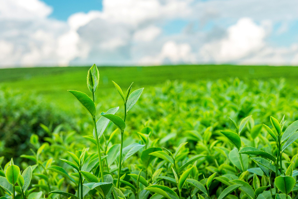 Ministry of Agriculture and Horticulture is planning to provide interest free loan for purchase of fertilizer for tea.