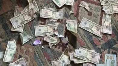 In the US, a couple was shocked when their pet dog chewed through $4,000