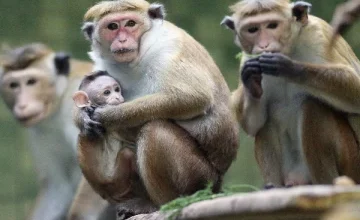 The Minister of Agriculture said that many private zoos in China are very willing to receive Sri Lankan monkeys.