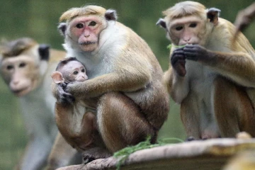 The Minister of Agriculture said that many private zoos in China are very willing to receive Sri Lankan monkeys.