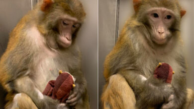 China has created a cloned rhesus monkey to speed up medical research