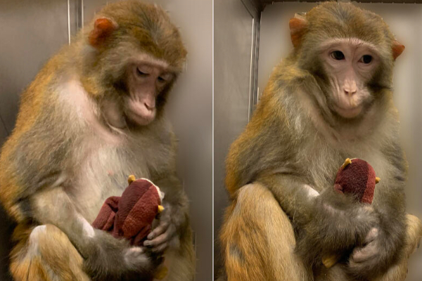 China has created a cloned rhesus monkey to speed up medical research