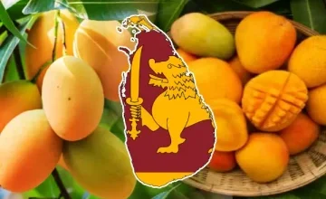 Sri Lanka's mango harvest has increased to record levels this year, according to the Department of Agriculture.