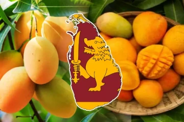 Sri Lanka's mango harvest has increased to record levels this year, according to the Department of Agriculture.