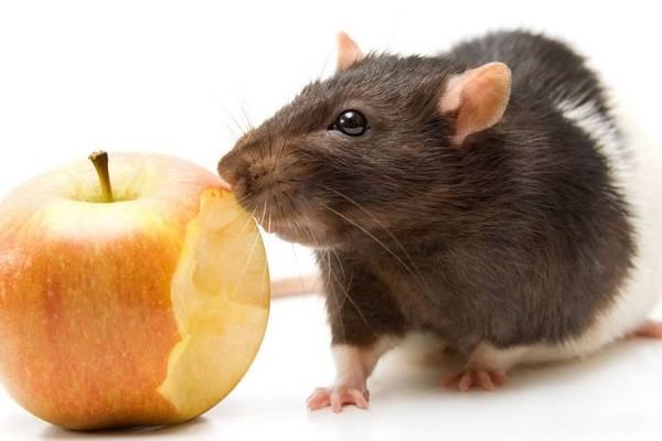 The Department of Health has warned people to be vigilant as there is a risk of rat flu spreading in most parts of Sri Lanka