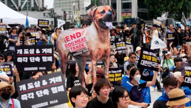 South Korea bans dog meat - Bill passed in Parliament